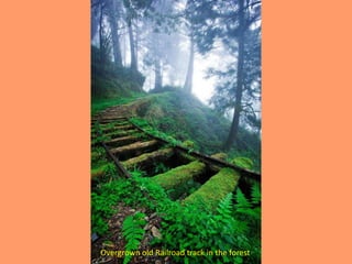 Overgrown old Railroad track in the forest
 