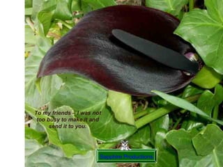 Sapphire Productions To my friends – I was not too busy to make it and send it to you. 