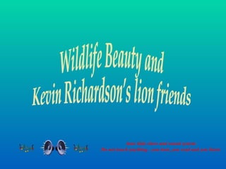 Auto slide show and sound system Do not touch anything - you look, you read and you listen Wildlife Beauty and  Kevin Richardson’s lion friends  