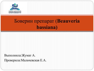 Выполнила:Жумат А.
Проверила:Мальчевская Е.А.
Боверин препарат (Beauveria
bassiana)
 