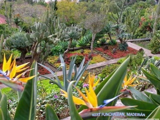 KERT FUNCHALBAN, MADEIRÁN 