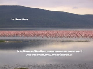 L c Na a Kenya
 a kur ,




     L L c Na u, a cœ du Kenya a l des milions de fl ma s r à
      e a kur u ur            , ccueile    l       a nt oses
             l r che d'agues, et4 0a r espè d'oisea
             a echer    l        0 utes ces          ux
 