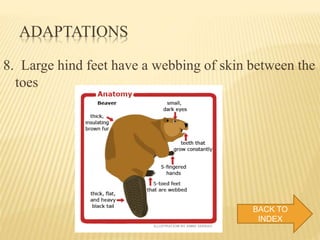 Beaver & it's characteristics | PPTX