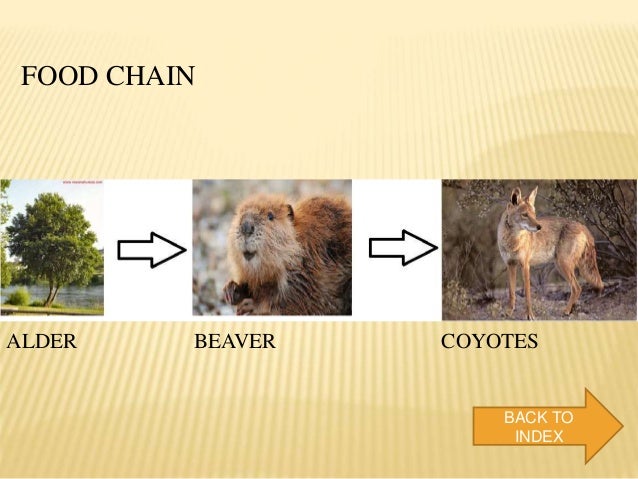 Beaver & it