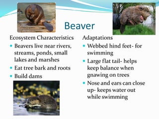 Beaver
Ecosystem Characteristics     Adaptations
 Beavers live near rivers,    Webbed hind feet- for
  streams, ponds, small         swimming
  lakes and marshes            Large flat tail- helps
 Eat tree bark and roots       keep balance when
 Build dams                    gnawing on trees
                               Nose and ears can close
                                up- keeps water out
                                while swimming
 
