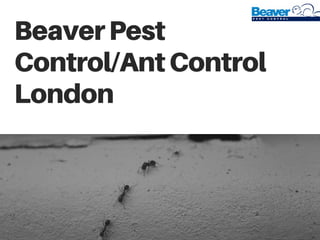 BeaverPest
Control/AntControl
London
 