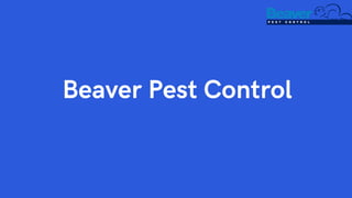Beaver Pest Control
 