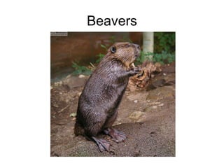 Beavers 
