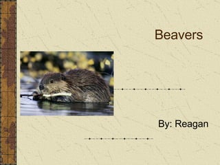 Beavers By: Reagan 