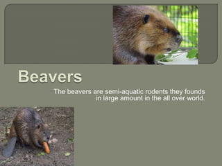 The beavers are semi-aquatic rodents they founds
in large amount in the all over world.
 