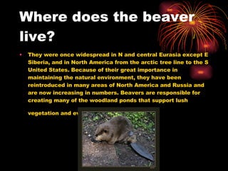 Where does the beaver live? They were once widespread in N and central Eurasia except E Siberia, and in North America from the arctic tree line to the S United States. Because of their great importance in maintaining the natural environment, they have been reintroduced in many areas of North America and Russia and are now increasing in numbers. Beavers are responsible for creating many of the woodland ponds that support lush vegetation and eventually become meadows.   