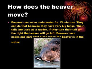 How does the beaver move? Beavers can swim underwater for 15 minutes. They can do that because they have very big lungs. Their tails are used as a rudder. If they turn their tail to the right the beaver will go left. Beavers have noses and ears that close when the beaver is in the water.   
