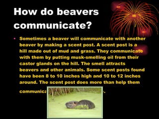 How do beavers communicate? Sometimes a beaver will communicate with another beaver by making a scent post. A scent post is a hill made out of mud and grass. They communicate with them by putting musk-smelling oil from their castor glands on the hill. The smell attracts beavers and other animals. Some scent posts found have been 8 to 10 inches high and 10 to 12 inches around. The scent post does more than help them communicate, it finds them a mate.   