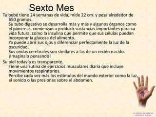 Sexto MesTu bebé tiene 24 semanas de vida, mide 22 cm. y pesa alrededor de 650 gramos.Su tubo digestivo se desarrolla más y más y algunos órganos como el páncreas, comienzan a producir sustancias importantes para su vida futura, como la insulina que permite que sus células puedan incorporar la glucosa del alimento.Ya puede abrir sus ojos y diferenciar perfectamente la luz de la oscuridad.Sus ondas cerebrales son similares a las de un recién nacido. ¡Imagínalo pensando!Su piel todavía es transparente.Tiene una rutina de ejercicios musculares diaria que incluye movimientos respiratorios.Percibe cada vez más los estímulos del mundo exterior como la luz, el sonido o las presiones sobre el abdomen.