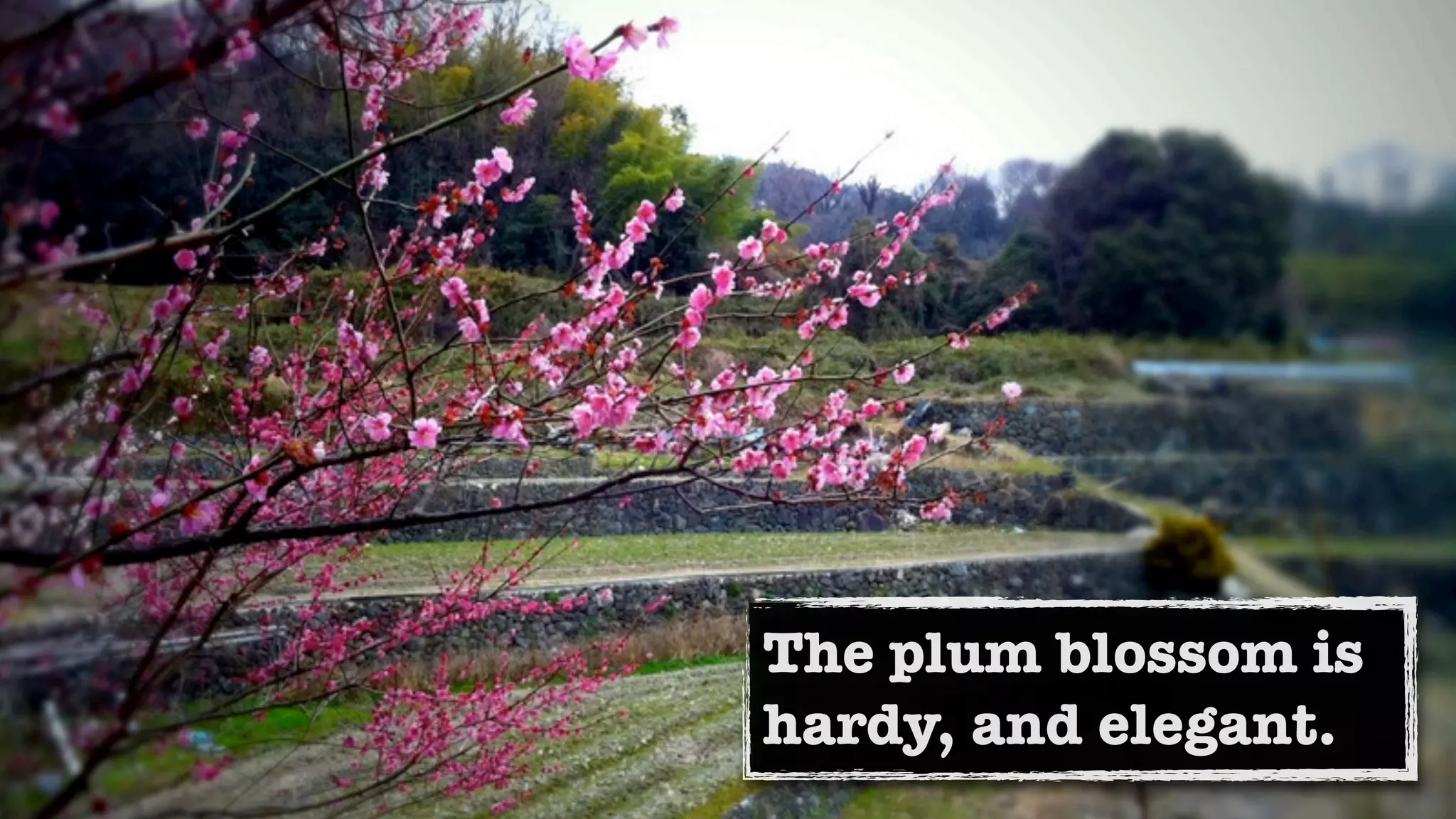 The plum blossom is
hardy, and elegant.
 