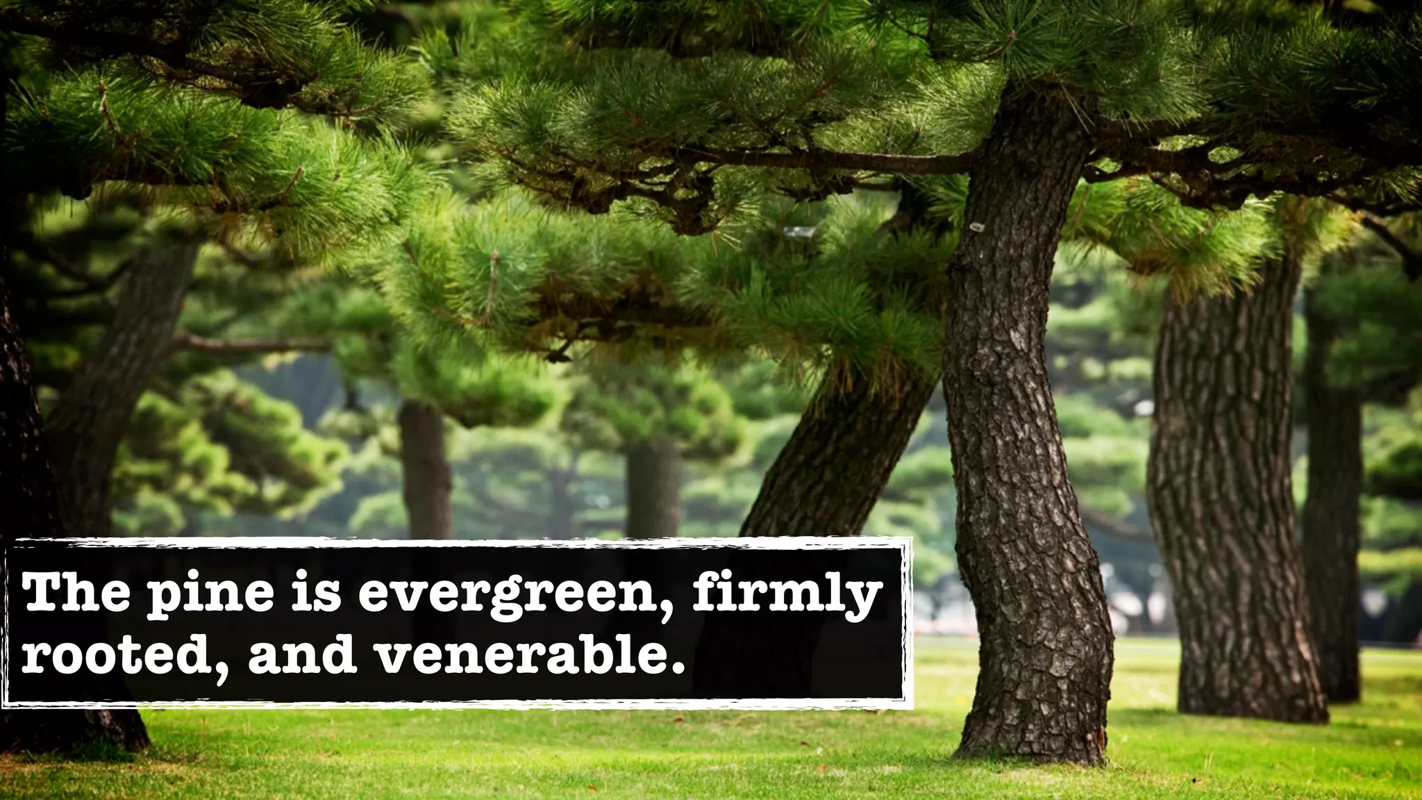 The pine is evergreen, firmly
rooted, and venerable.
 