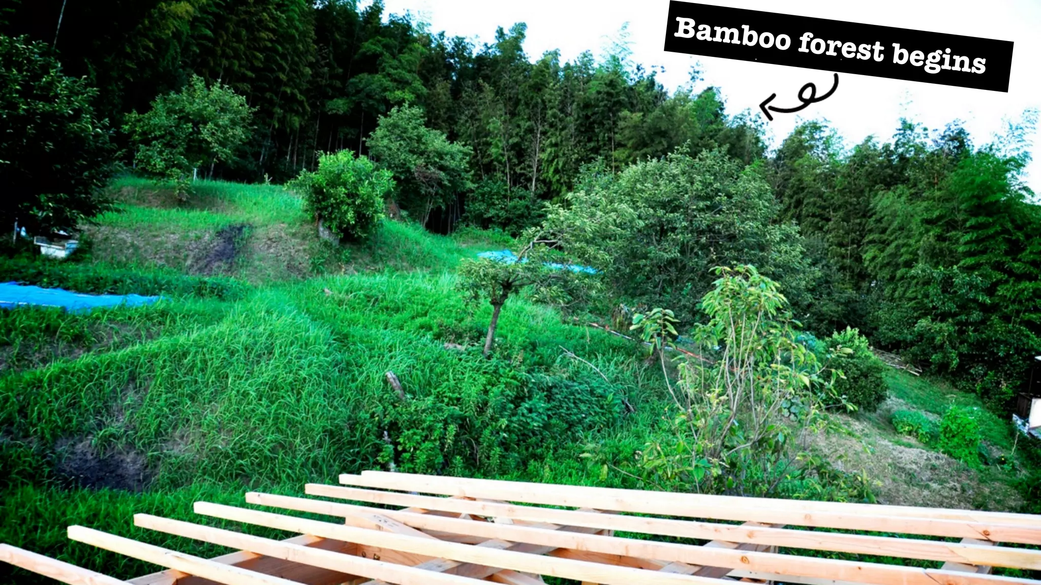 Bamboo
         forest be
                   gins
 