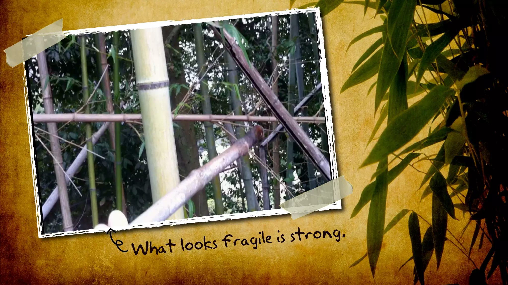 fragile is strong.
What looks
 