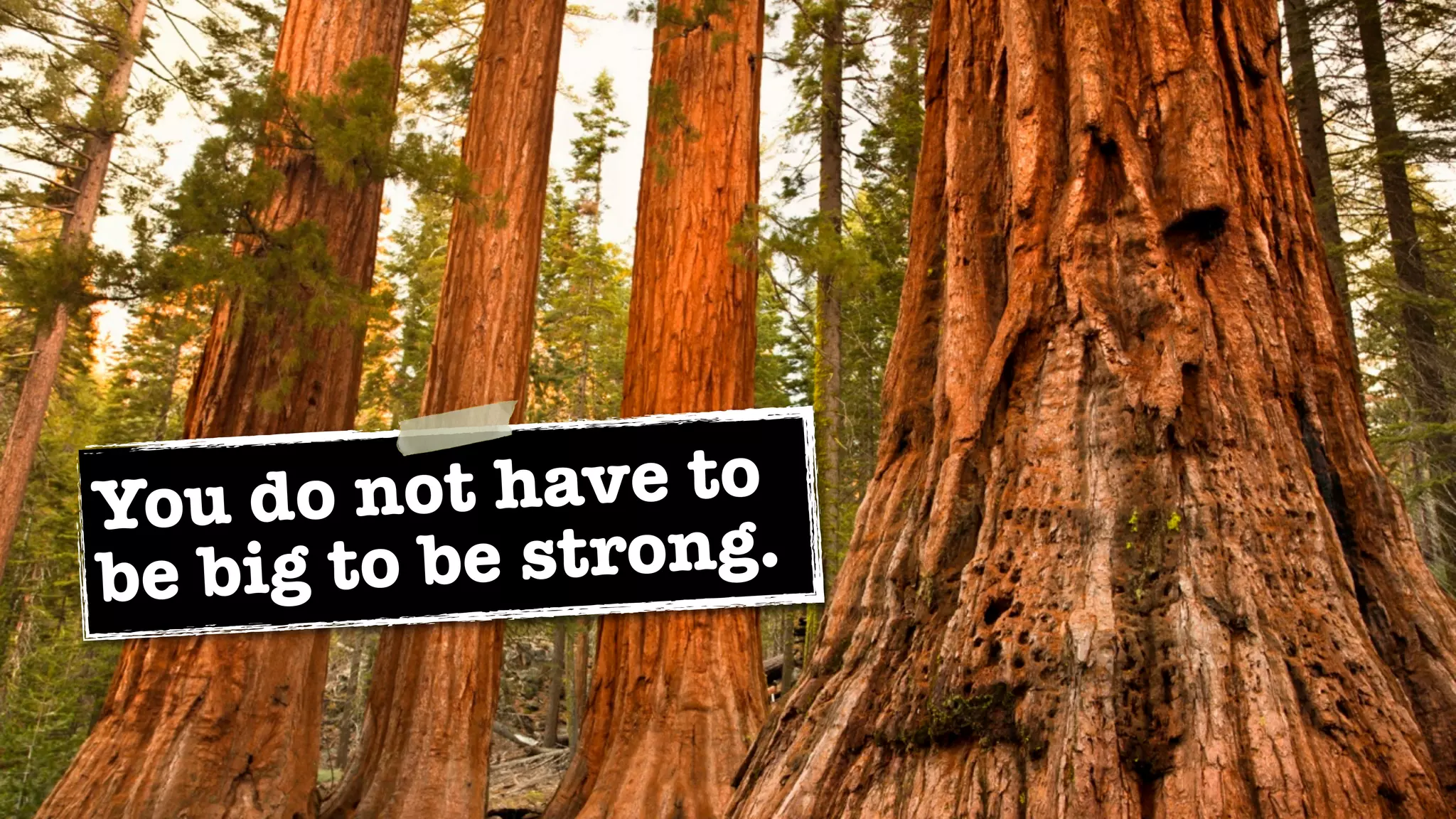 You do n  ot have to
b e big to b e strong.
 