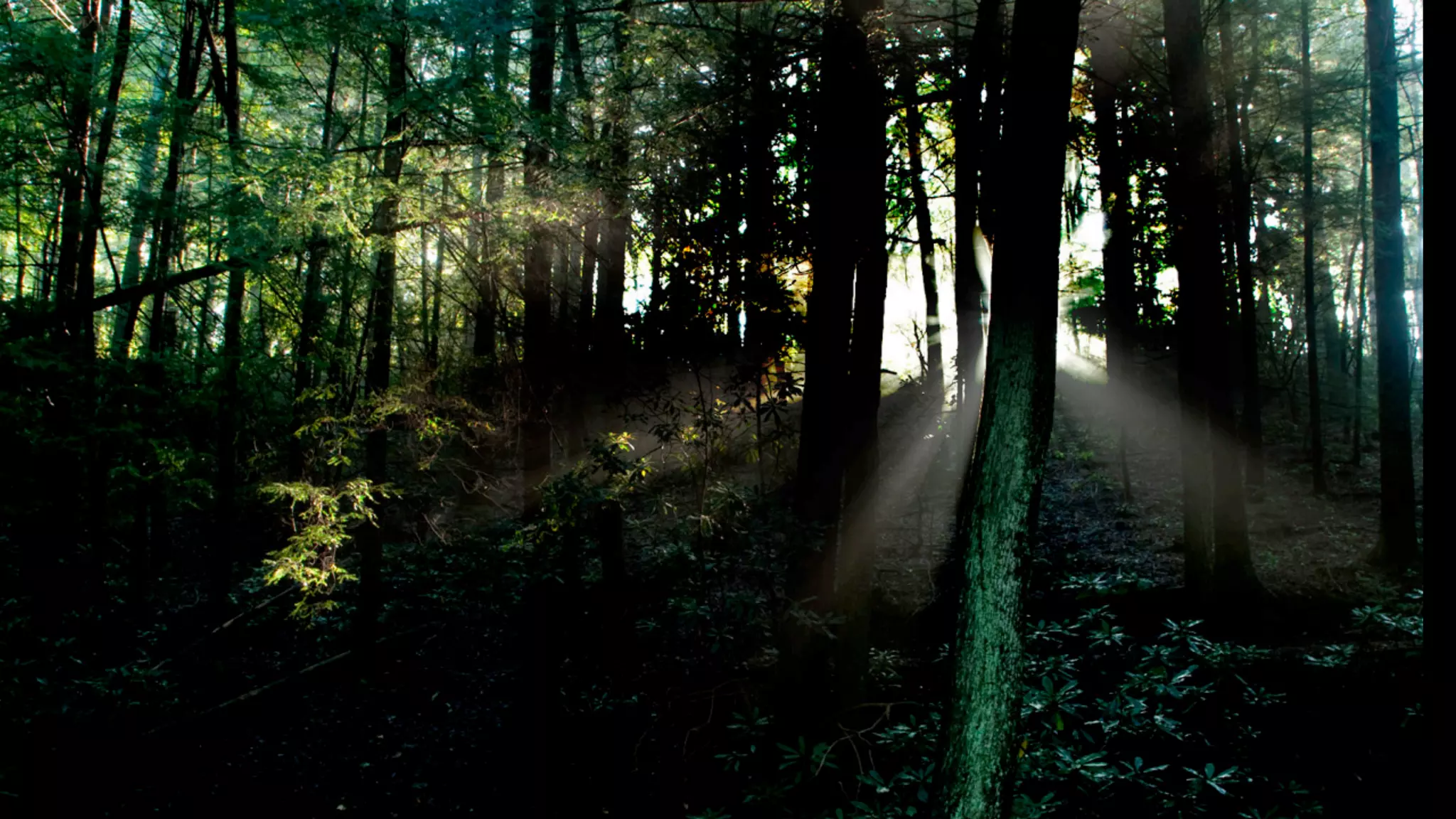 You do not have to be scary, and big like a
  dark forest.


Strength in the light,
in kindness & compassion
 