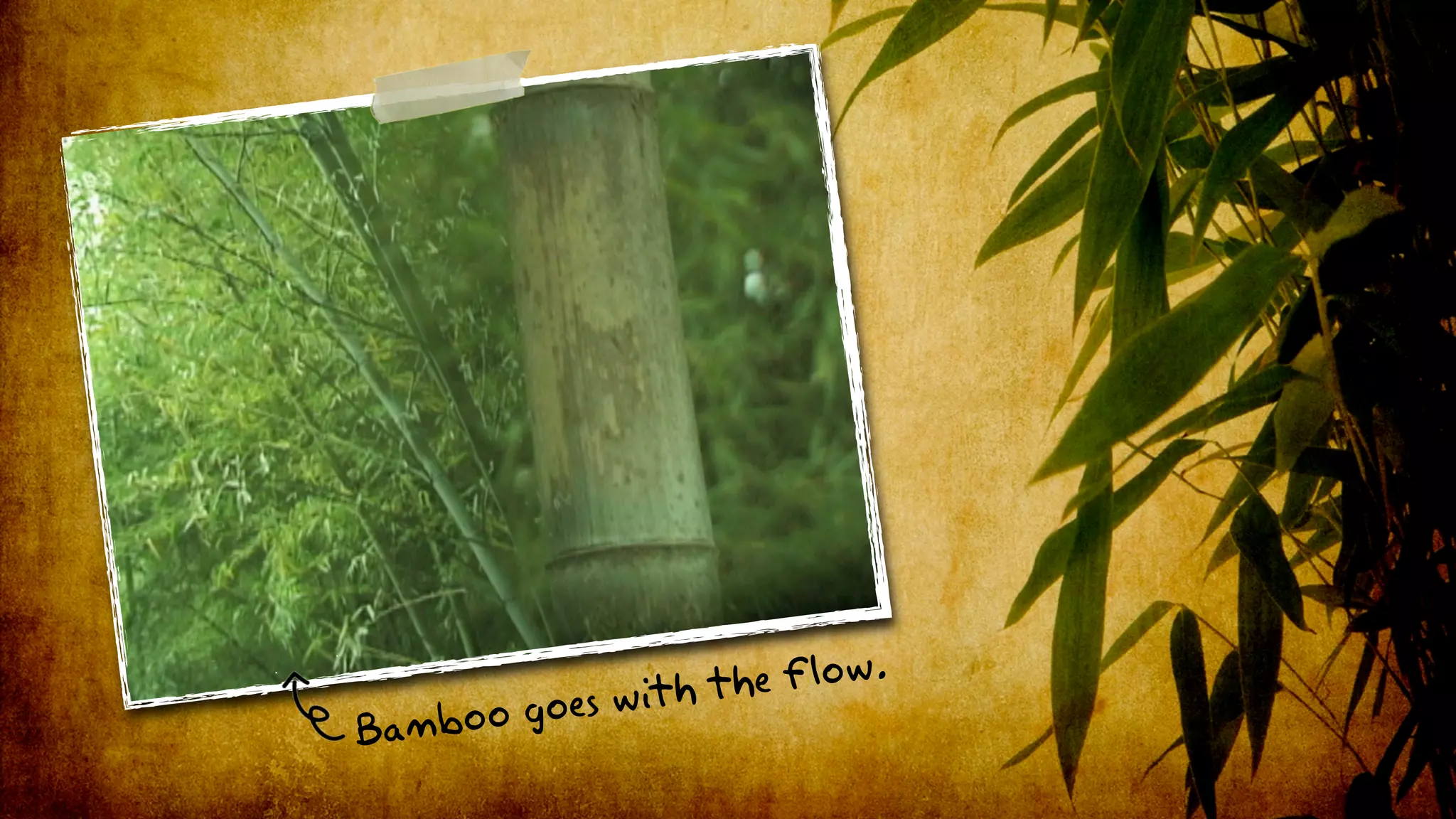 with th e flow.
B amboo goes
 