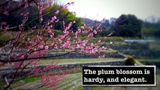 The plum blossom is
hardy, and elegant.
 