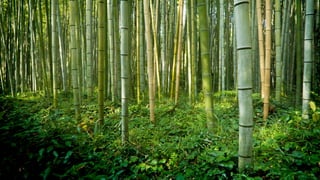 Running in the among the bamboo
 