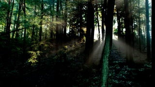 You do not have to be scary, and big like a
  dark forest.


Strength in the light,
in kindness & compassion
 