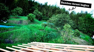 10   Lessons from
     the Bamboo
 