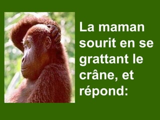 Bebe Singe