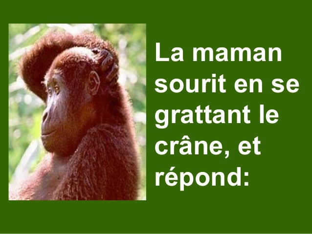 Bebe Singe Bebe Singe