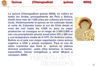 99
QuinuaQuinua (Chenopodium quinoa Willd(Chenopodium quinoa Willd))
La quinua (Chenopodium quinoa Willd), se cultiva en
todos los Andes, principalmente del Perú y Bolivia,
desde hace más de 7.000 años por culturas pre-incas e
incas. Históricamente la quinua se ha cultivado desde
el norte de Colombia hasta el sur de Chile desde el
nivel del mar hasta los 4.000 m, pero su mejor
producción se consigue en el rango de 2.500-3.800 m
con una precipitación pluvial anual entre 250 y 500 mm
y una temperatura media de 5-14ºC. En América Latina,
Bolivia es el país con mayor exportación como quinua
orgánica a USA y países europeos. Para el uso de
estos nutrientes que tiene la quinua se elabora
diversos productos entre ellos tenemos; la harina,
expandidos, barras energéticas y otros (Mujica y
Jacopsen, 2006).
 