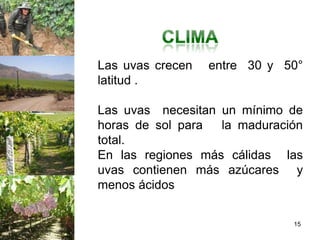 Las uvas crecen   entre 30 y 50°
latitud .

Las uvas necesitan un mínimo de
horas de sol para  la maduración
total.
En las regiones más cálidas las
uvas contienen más azúcares y
menos ácidos


                              15
 