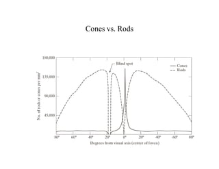 Cones vs. Rods
 