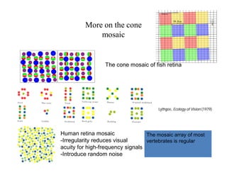 More on the cone
mosaic
The cone mosaic of fish retina
Lythgoe, Ecology of Vision (1979)
Human retina mosaic
-Irregularity reduces visual
acuity for high-frequency signals
-Introduce random noise
The mosaic array of most
vertebrates is regular
 