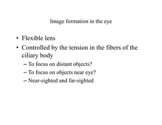 Image formation in the eye
• Flexible lens
• Controlled by the tension in the fibers of the
ciliary body
– To focus on distant objects?
– To focus on objects near eye?
– Near-sighted and far-sighted
 