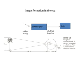Image formation in the eye
Light receptor
radiant
energy
electrical
impulses
Brain
 