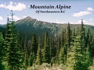 Mountain Alpine
Of Northeastern B.C
 