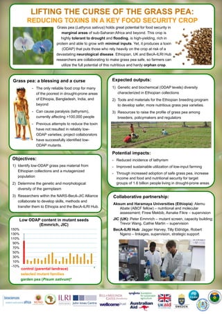LIFTING THE CURSE OF THE GRASS PEA:
REDUCING TOXINS IN A KEY FOOD SECURITY CROP
Expected outputs:
1) Genetic and biochemical (ODAP levels) diversity
characterized in Ethiopian collections
2) Tools and materials for the Ethiopian breeding program
to develop safer, more nutritious grass pea varieties.
3) Resources to raise the profile of grass pea among
breeders, policymakers and regulators
Potential impacts:
- Reduced incidence of lathyrism
- Improved sustainable utilization of low-input farming
- Through increased adoption of safe grass pea, increase
income and food and nutritional security for target
groups of 1.6 billion people living in drought-prone areas
Collaborative partnership:
Aksum and Haramaya Universities (Ethiopia): Alemu
Abate (ABCF fellow) – nutritional and molecular
assessment; Firew Mekbib, Asnake Fikre – supervision
JIC (UK): Peter Emmrich – mutant screen, capacity building;
Trevor Wang, Cathie Martin – supervision
BecA-ILRI Hub: Jagger Harvey, Tilly Eldridge, Robert
Ngeno – linkages, supervision, strategic support
Grass pea (Lathyrus sativus) holds great potential for food security in
marginal areas of sub-Saharan Africa and beyond. This crop is
highly tolerant to drought and flooding, is high-yielding, rich in
protein and able to grow with minimal inputs. Yet, it produces a toxin
(ODAP) that puts those who rely heavily on the crop at risk of a
devastating neurological disease. Ethiopian, UK and BecA-ILRI Hub
researchers are collaborating to make grass pea safe, so farmers can
utilize the full potential of this nutritious and hardy orphan crop.
Grass pea: a blessing and a curse
- The only reliable food crop for many
of the poorest in drought-prone areas
of Ethiopia, Bangladesh, India, and
beyond
- Can cause paralysis (lathyrism),
currently affecting >100,000 people
- Previous attempts to reduce the toxin
have not resulted in reliably low-
ODAP varieties; project collaborators
have successfully identified low-
ODAP mutants.
Objectives:
1) Identify low-ODAP grass pea material from
Ethiopian collections and a mutagenized
population
2) Determine the genetic and morphological
diversity of the germplasm
3) Researchers within the NARS-BecA-JIC Alliance
collaborate to develop skills, methods and
transfer them to Ethiopia and the BecA-ILRI Hub.
-10%
10%
30%
50%
70%
90%
110%
130%
150%
Low ODAP content in mutant seeds
(Emmrich, JIC)
control (parental landrace)
selected mutant families
garden pea (Pisum sativum)*
*
 