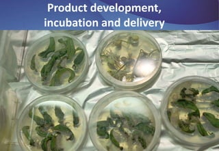 BecA-ILRI Hub: Mobilizing biosciences for Africa’s development