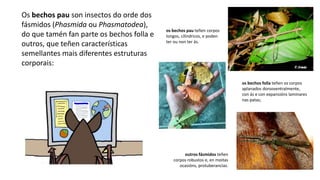 outros fásmidos teñen
corpos robustos e, en moitas
ocasións, protuberancias.
Os bechos pau son insectos do orde dos
fásmidos (Phasmida ou Phasmatodea),
do que tamén fan parte os bechos folla e
outros, que teñen características
semellantes mais diferentes estruturas
corporais:
os bechos pau teñen corpos
longos, cilíndricos, e poden
ter ou non ter ás.
os bechos folla teñen os corpos
aplanados dorsoventralmente,
con ás e con expansións laminares
nas patas;
 