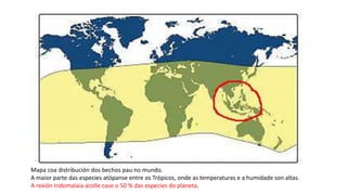Mapa coa distribución dos bechos pau no mundo.
A maior parte das especies atópanse entre os Trópicos, onde as temperaturas e a humidade son altas.
A rexión Indomalaia acolle case o 50 % das especies do planeta.
 