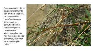 Non son doados de ver
porque maiormente
son animais crípticos,
de cores verdes,
castañas claras ou
grises; que se
camuflan ben no
medio no que se
desenvolven.
Viven nas árbores e
nos matos dos que se
alimentan, e adoitan
estar activos pola
noite.
 