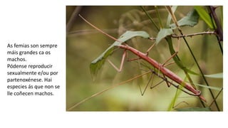 As femias son sempre
máis grandes ca os
machos.
Pódense reproducir
sexualmente e/ou por
partenoxénese. Hai
especies ás que non se
lle coñecen machos.
 