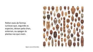 Poñen ovos de formas
curiosas que, segundo as
especies, deixan polo chan,
enterran, ou apegan ás
plantas nas que viven.
Algúns ovos de fásmidos
 