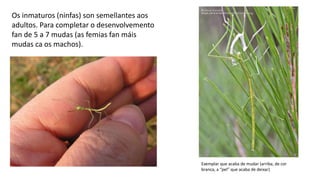 Os inmaturos (ninfas) son semellantes aos
adultos. Para completar o desenvolvemento
fan de 5 a 7 mudas (as femias fan máis
mudas ca os machos).
Exemplar que acaba de mudar (arriba, de cor
branca, a “pel” que acaba de deixar)
 