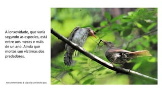 A lonxevidade, que varía
segundo as especies, está
entre uns meses e máis
de un ano. Ainda que
moitos son víctimas dos
predadores.
Ave alimentando á súa cría cun becho pau.
 