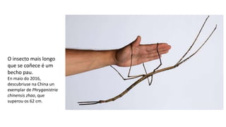 O insecto mais longo
que se coñece é um
becho pau.
En maio do 2016,
descubriuse na China un
exemplar de Phryganistria
chinensis zhao, que
superou os 62 cm.
 