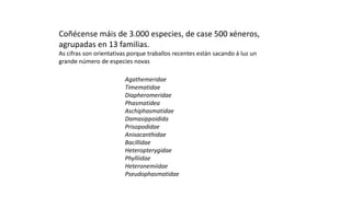 Coñécense máis de 3.000 especies, de case 500 xéneros,
agrupadas en 13 familias.
As cifras son orientativas porque traballos recentes están sacando á luz un
grande número de especies novas
Agathemeridae
Timematidae
Diapheromeridae
Phasmatidea
Aschiphasmatidae
Damasippoidida
Prisopodidae
Anisacanthidae
Bacillidae
Heteropterygidae
Phylliidae
Heteronemiidae
Pseudophasmatidae
 