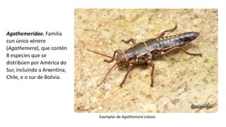 Agathemeridae. Familia
cun único xénero
(Agathemera), que contén
8 especies que se
distribúen por América do
Sur, incluíndo a Arxentina,
Chile, e o sur de Bolivia.
Exemplar de Agathemera crassa.
 
